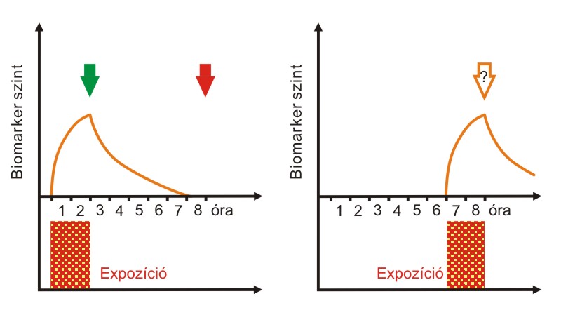 3. ábra Lehetséges buktatók szabálytalan expozíciók és rövid felezési idejű biomarkerek biomonitorozásában. Forrás: Fiserova-Bergerova, 1997. alapján, módosítva