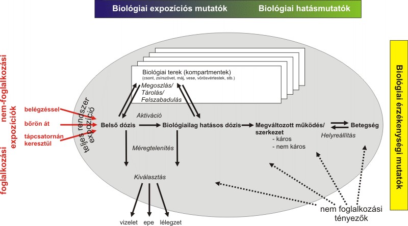 1. ábra Az expozíció és a biotranszformáció folyamatainak, illetve a biomonitorozási lehetséges helyeinek áttekintése. Forrás: Manini, 2006. alapján, módosítva