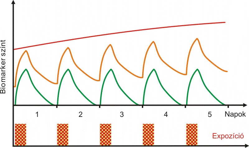 2. ábra Biomarkerek különböző féléletideje. Forrás: Fiserova-Bergerova, 1997. alapján, módosítva