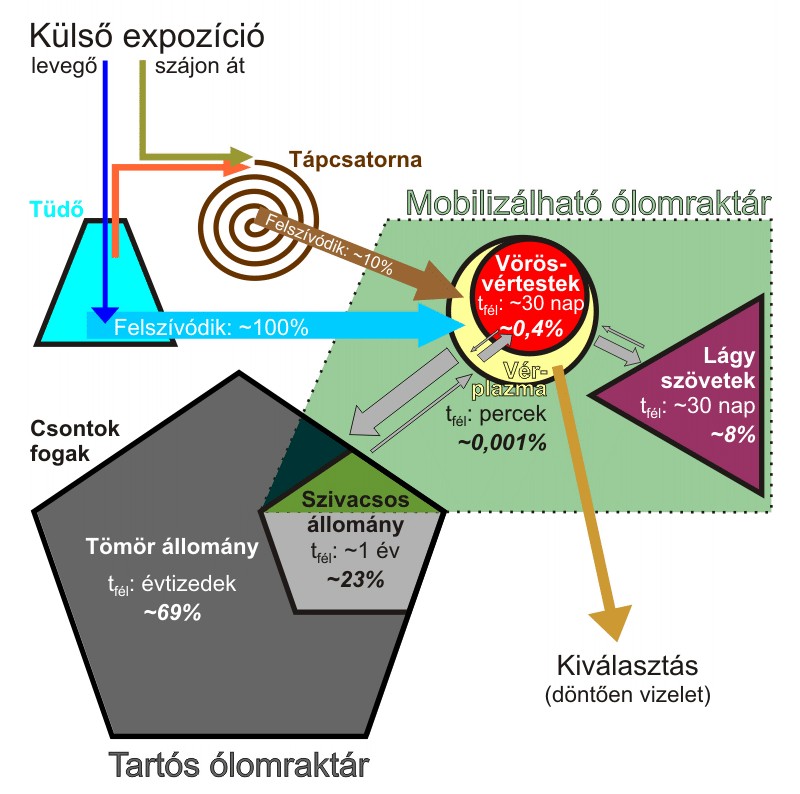 1. ábra: Az ólom felszívódása, raktározása és kiválasztása az emberi szervezetben. Dőlt, vastag betűvel jelezve, hogy az adott szervben a raktározott ólom mekkora hányada található. Forrás: A szerzők összeállítása irodalmi adatok alapján